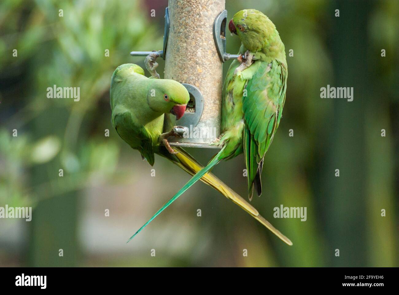 Two ring-necked parakeets (Psittacula krameri) feeding on a garden bird feeder. (UK) Stock Photo
