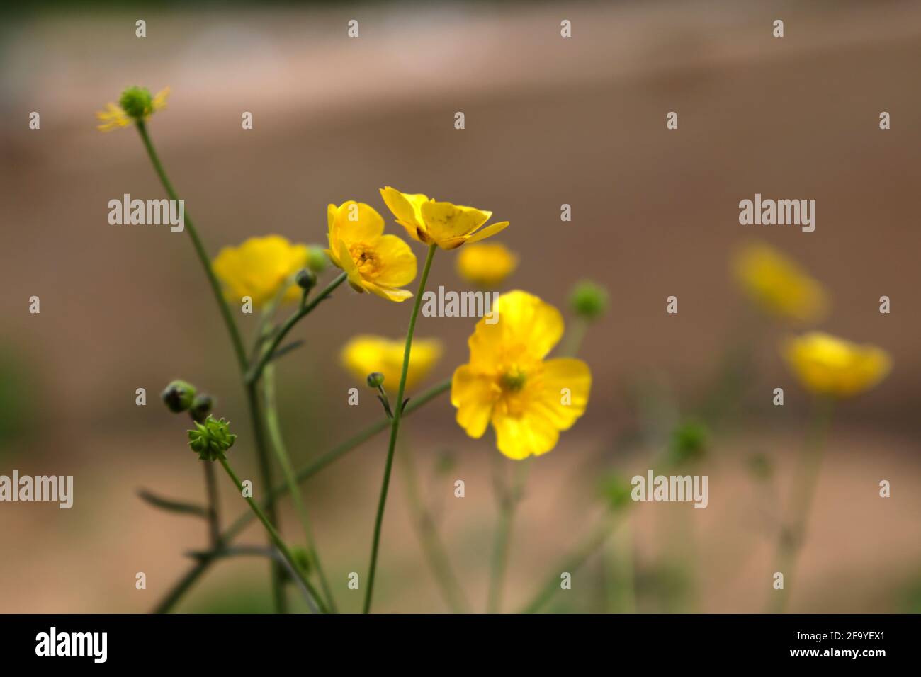 Yellow flower in a meadow Stock Photo