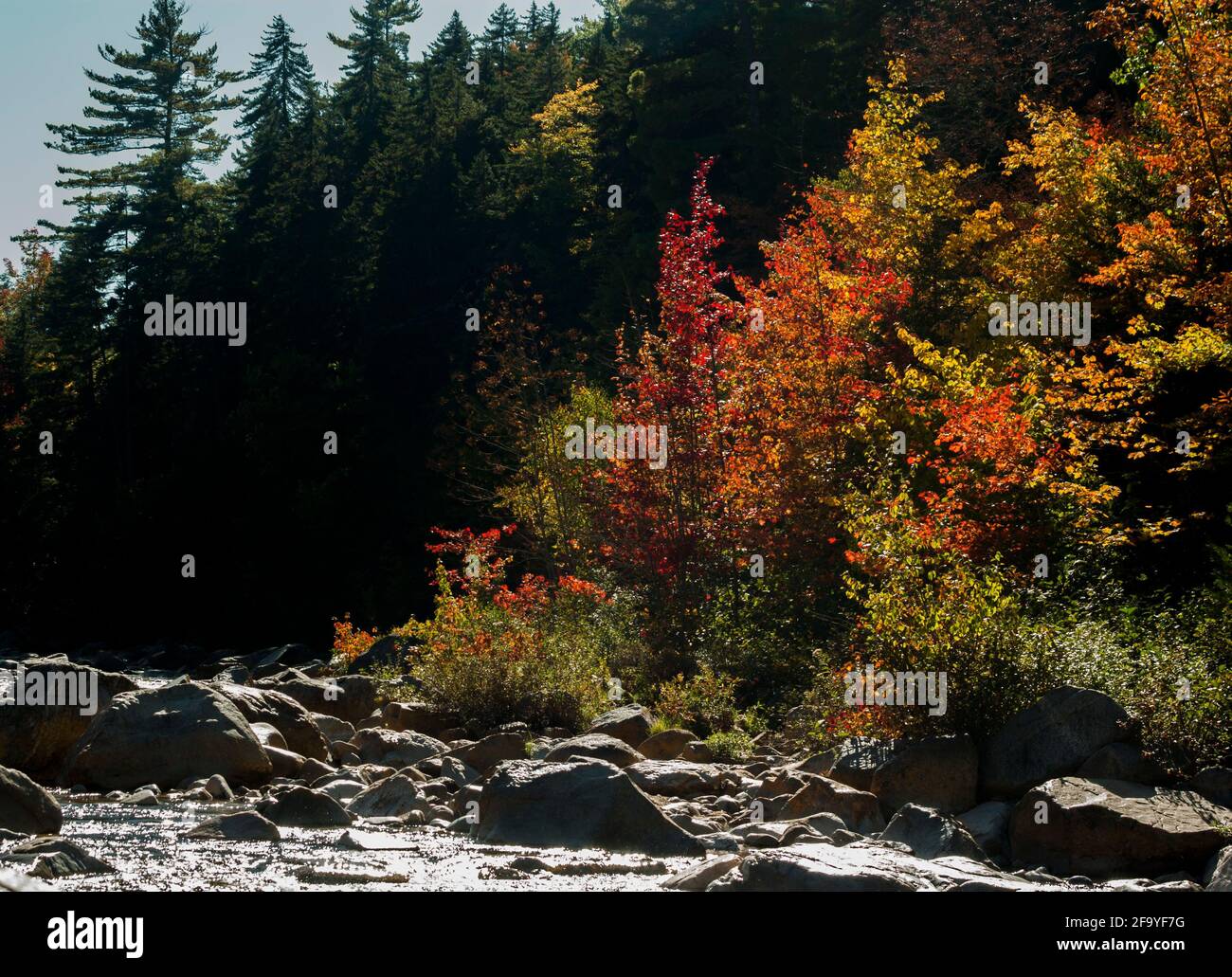 Bright red foliage on trees beside the rocky Pemigewasset River just off the Kancamagus Highway, New Hampshire, USA in autumn / fall. Stock Photo