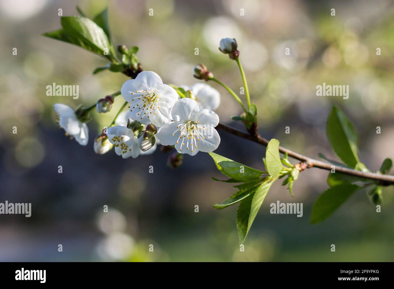 Blooming black cherry tree in the garden. Stock Photo