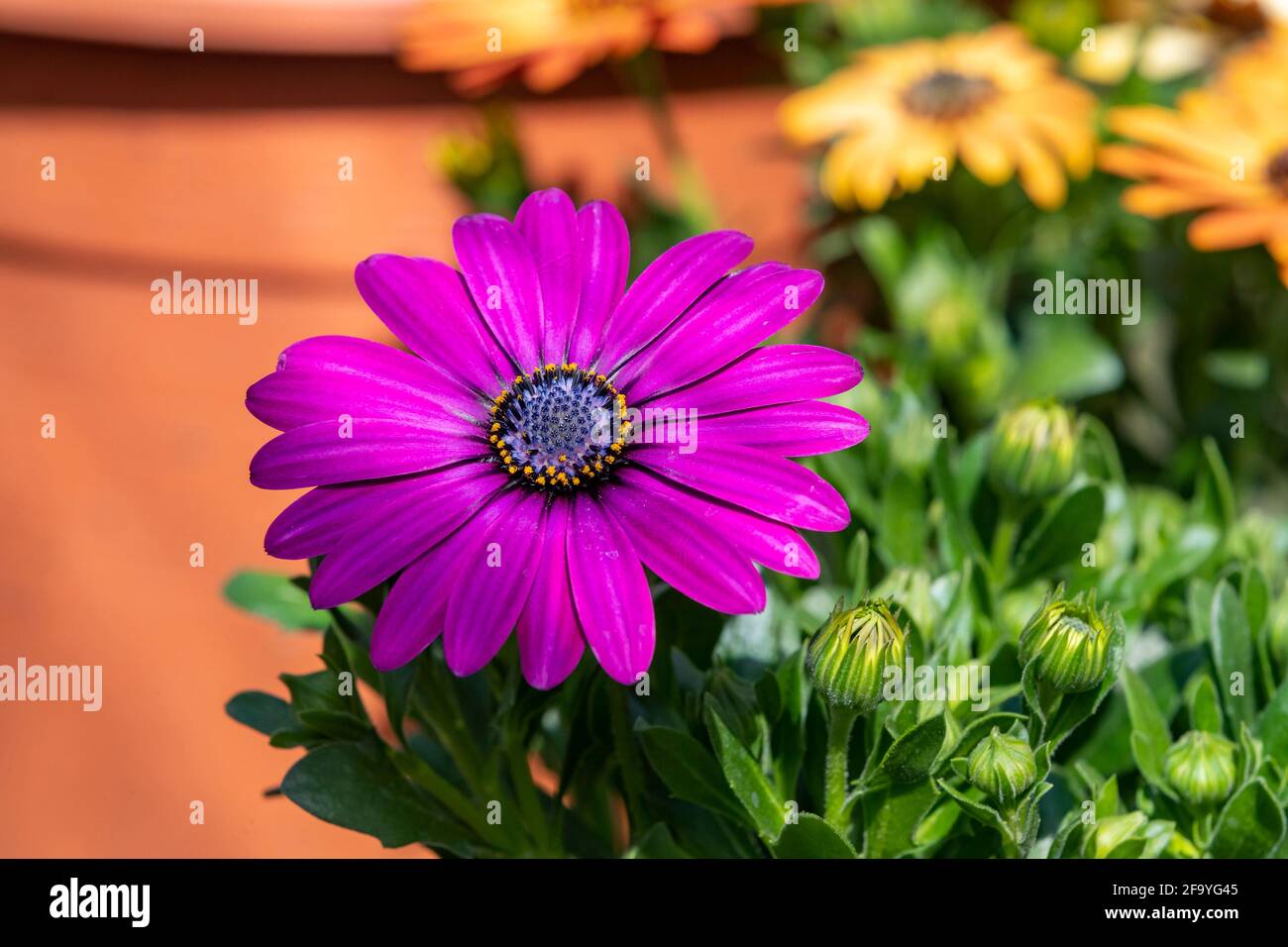 Osteospermum Pot High Resolution Stock Photography And Images Alamy