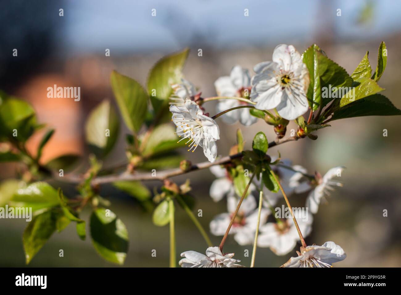Blooming black cherry tree in the garden Stock Photo Alamy