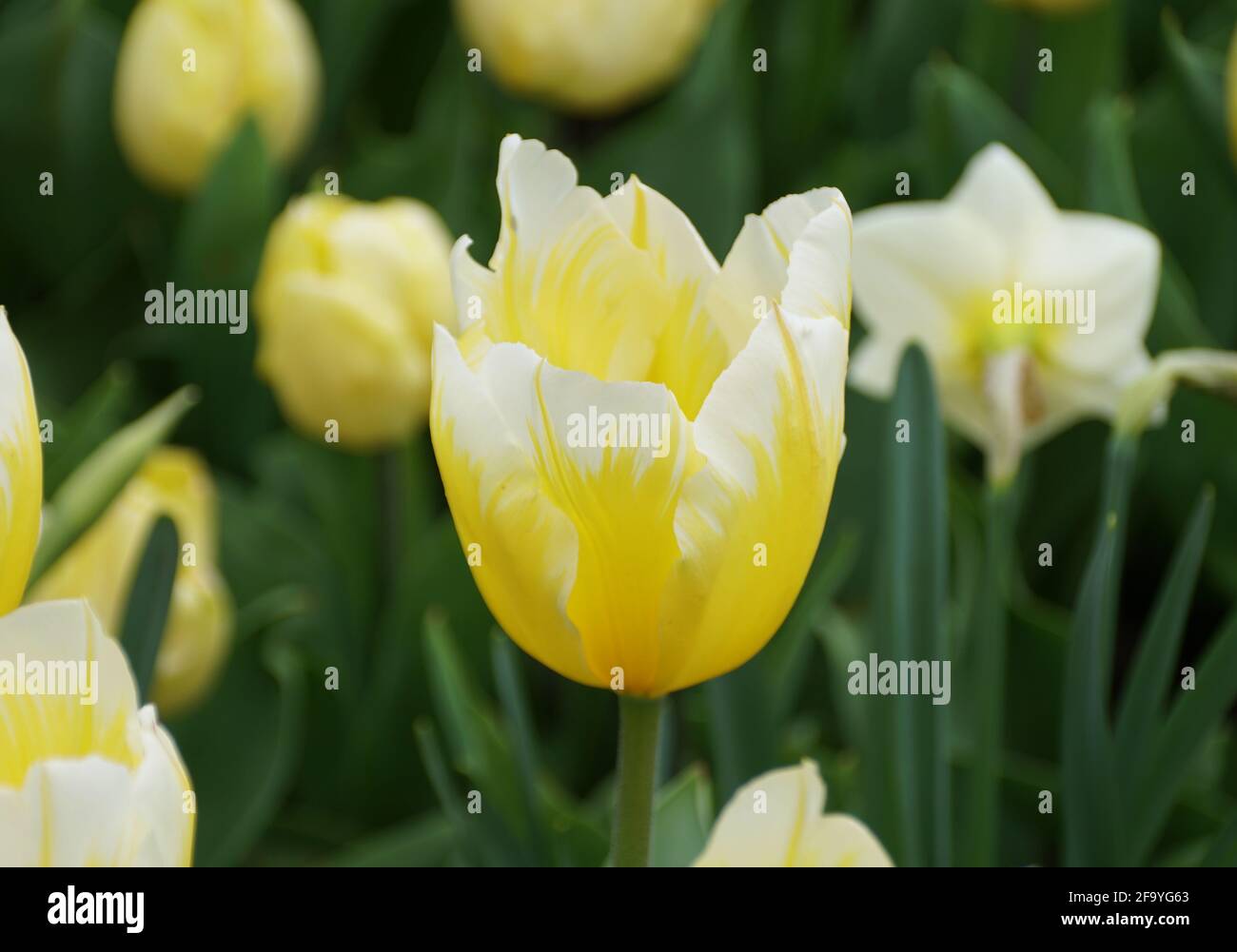 Beautiful yellow and white Fosteriana tulip 'Sweetheart' flowers Stock Photo