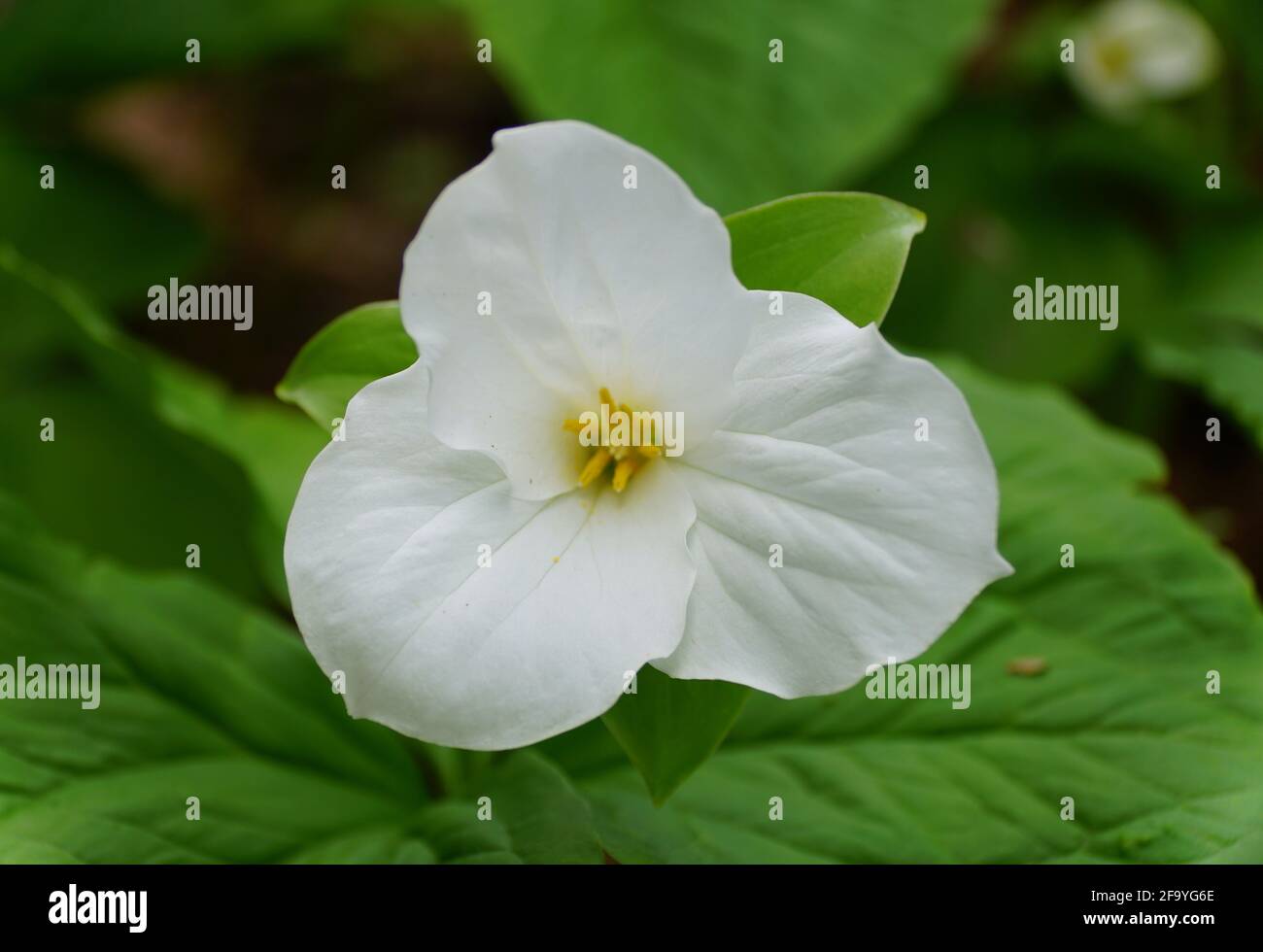 Close up of the white Showy Trillium flower at full bloom in the Spring Stock Photo
