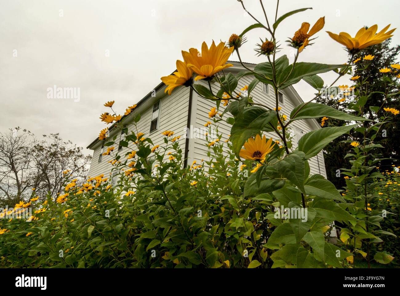 A white, clapperboard Shaker house in the Canterbury Shaker Village, New Hampshire, USA, seen through tall sunflowers. Stock Photo