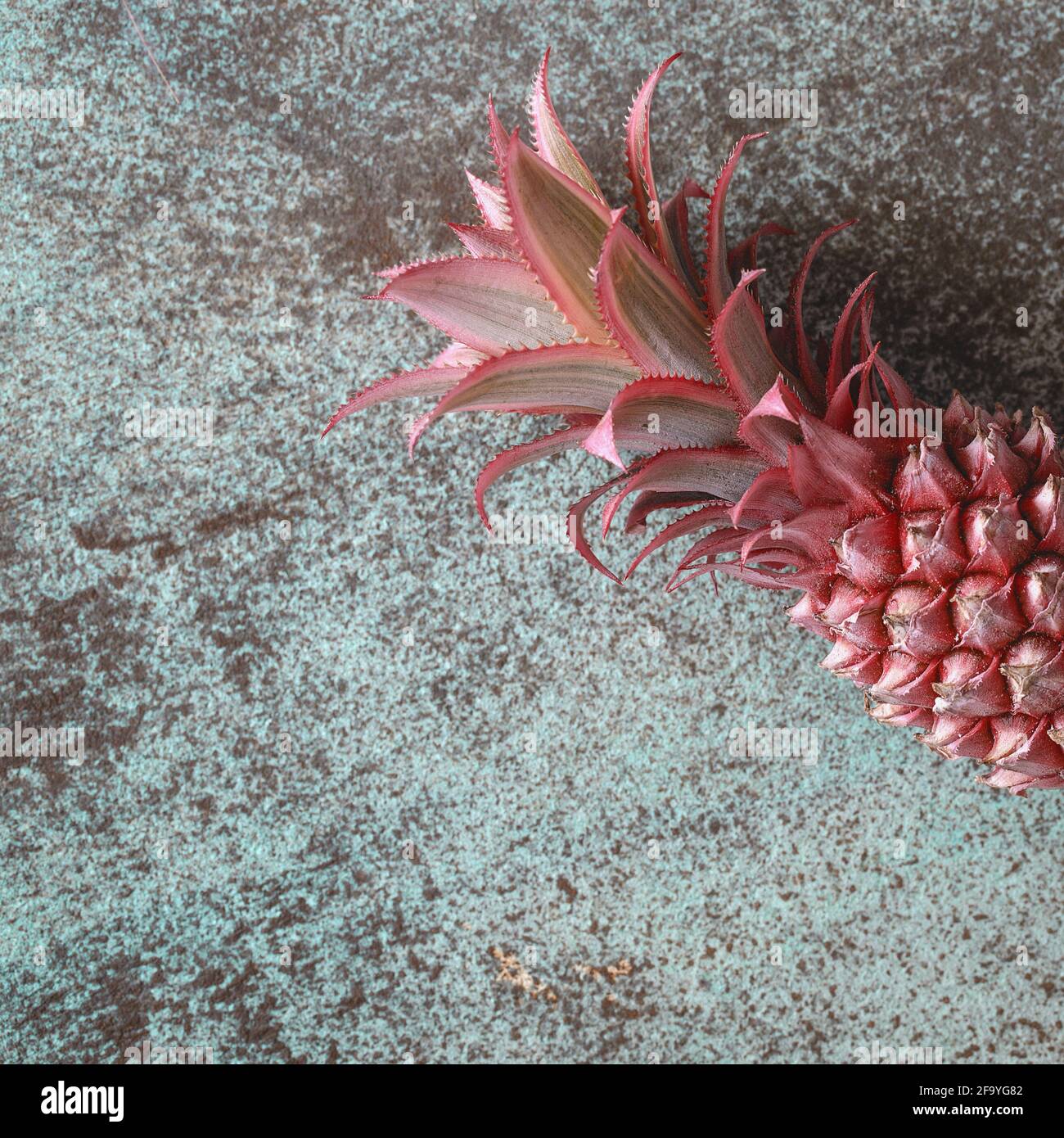 Decorative pink pineapple on turquoise background from above. Exotic floral design background Stock Photo