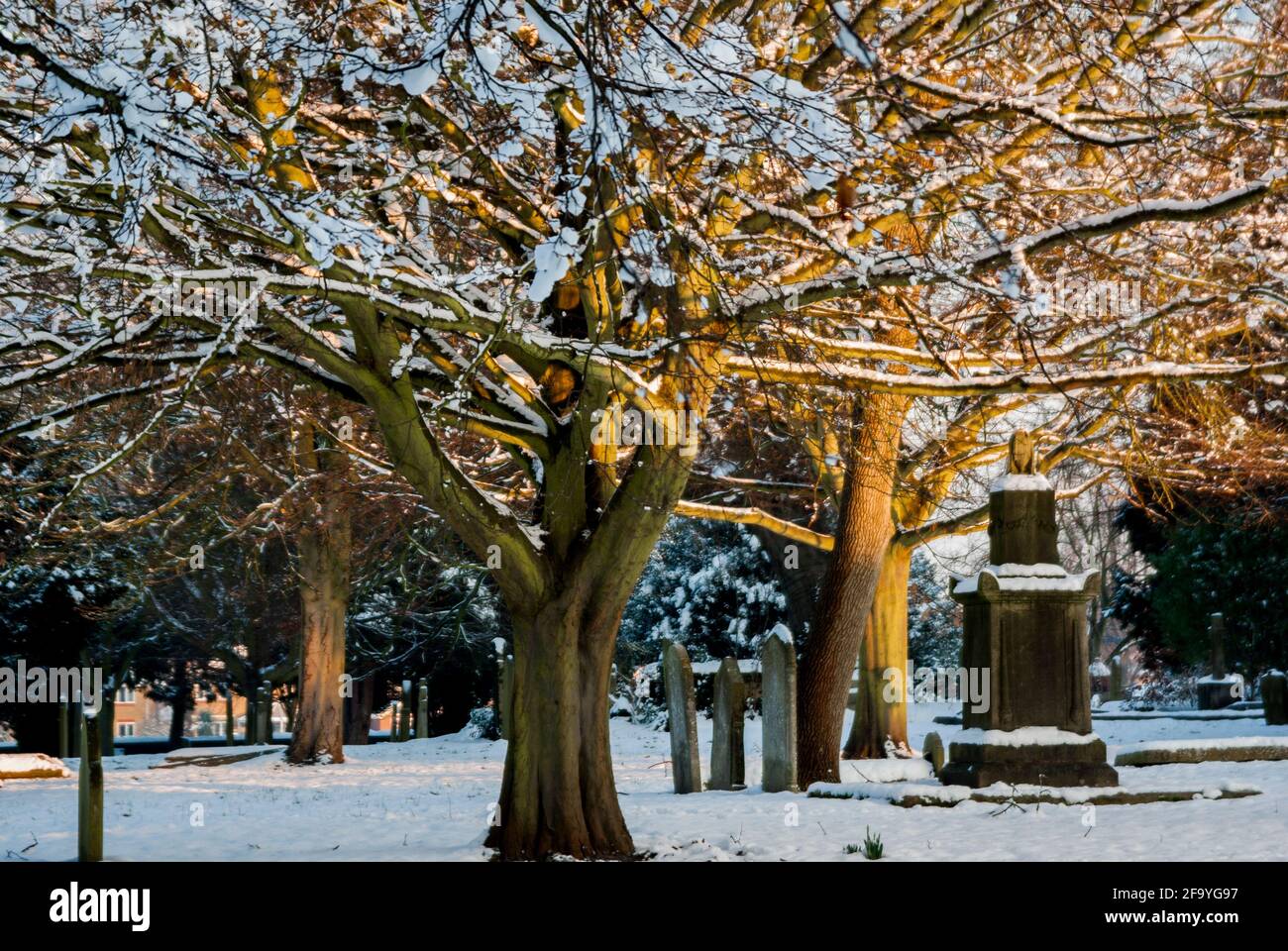 Snow amongst the trees in the churchyard of St Mary's Church, Staines-upon-Thames, UK. Stock Photo