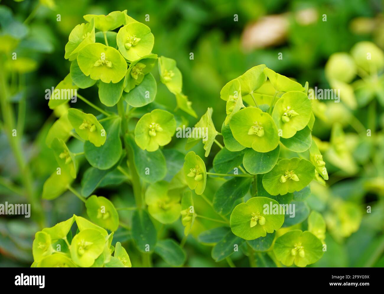 Lime green color of Wood Spurge plants Stock Photo Alamy