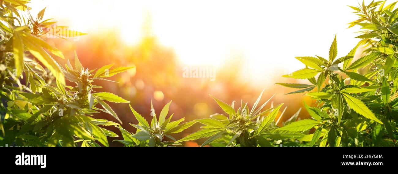 Cannabis With Flowers At Sunset - Sativa Herb - Legal Marijuana Stock Photo