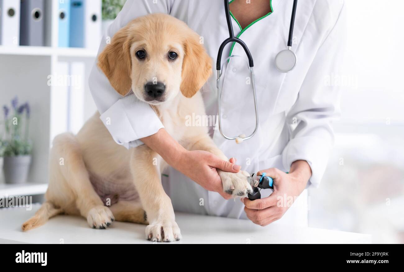 Cutting golden retriever dog claws hi-res stock photography and images ...