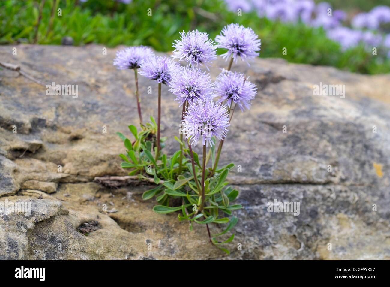 Globularia cordifolia. Heart-leaved globe daisy. Blue flowering plant growing on a rock Stock Photo