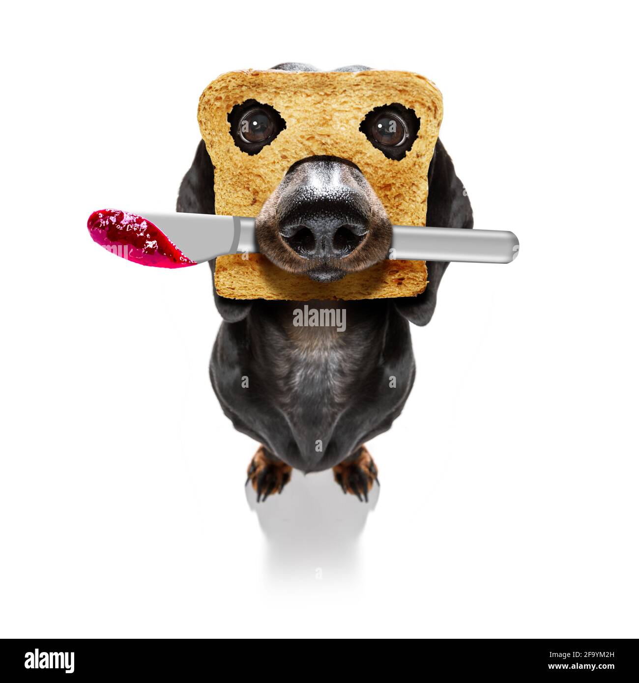 Dog newspaper mouth hires stock photography and images Alamy