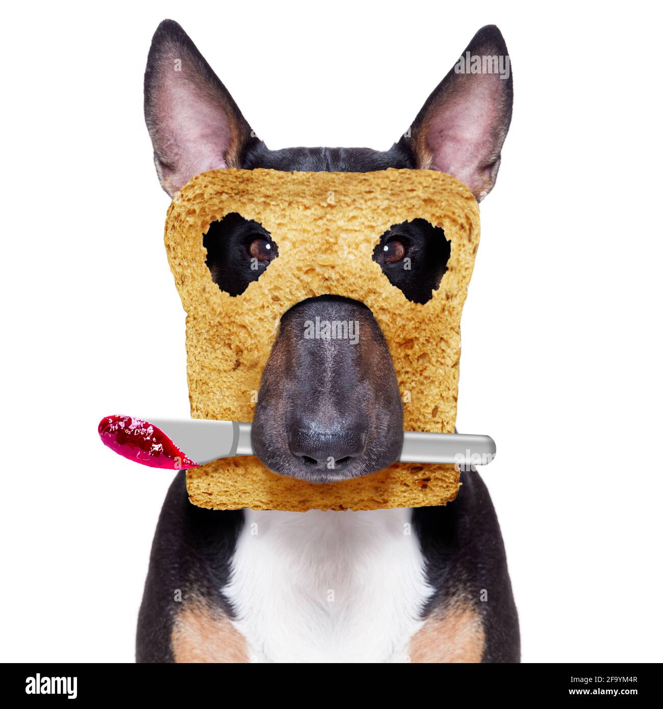 hungry bull terrier dog with toast for breakfast ready to start fresh