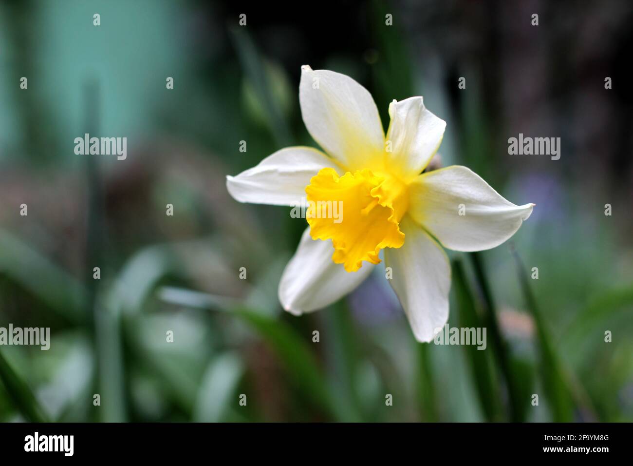 Blooming yellow- white daffodil Stock Photo