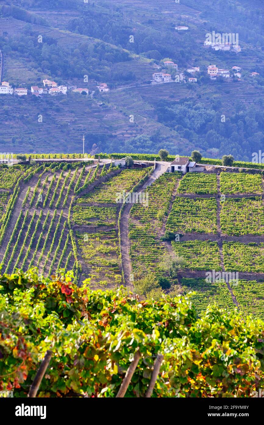 Terraced vineyards at Peso da Regua, Alto Douro, a Unesco World heritage site. Portugal Stock Photo