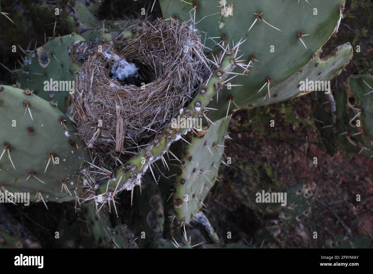 A bird's nest hidden in a Prickly Pear cactus Stock Photo