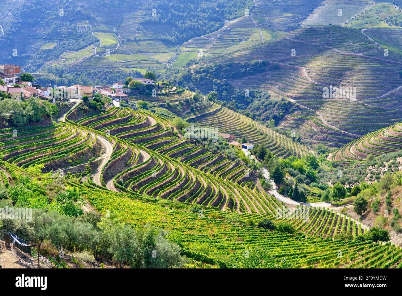Vale de Mendiz, a valley spreading along the road from Alijo to Pinhao, is full of vineyards to produce the world famous Port wine and the Douro wine. Stock Photo