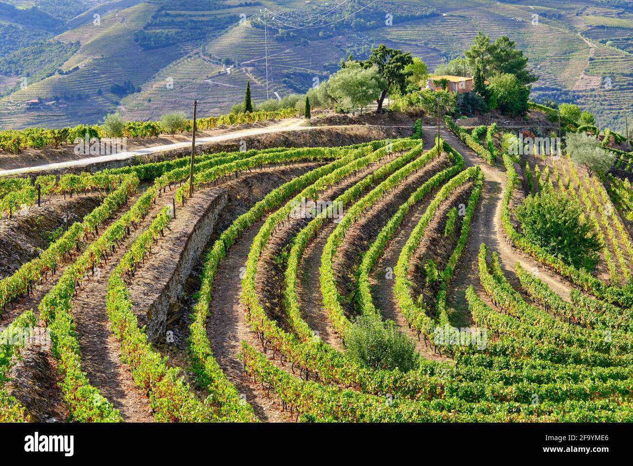 Vale de Mendiz, a valley spreading along the road from Alijo to Pinhao, is full of vineyards to produce the world famous Port wine and the Douro wine. Stock Photo
