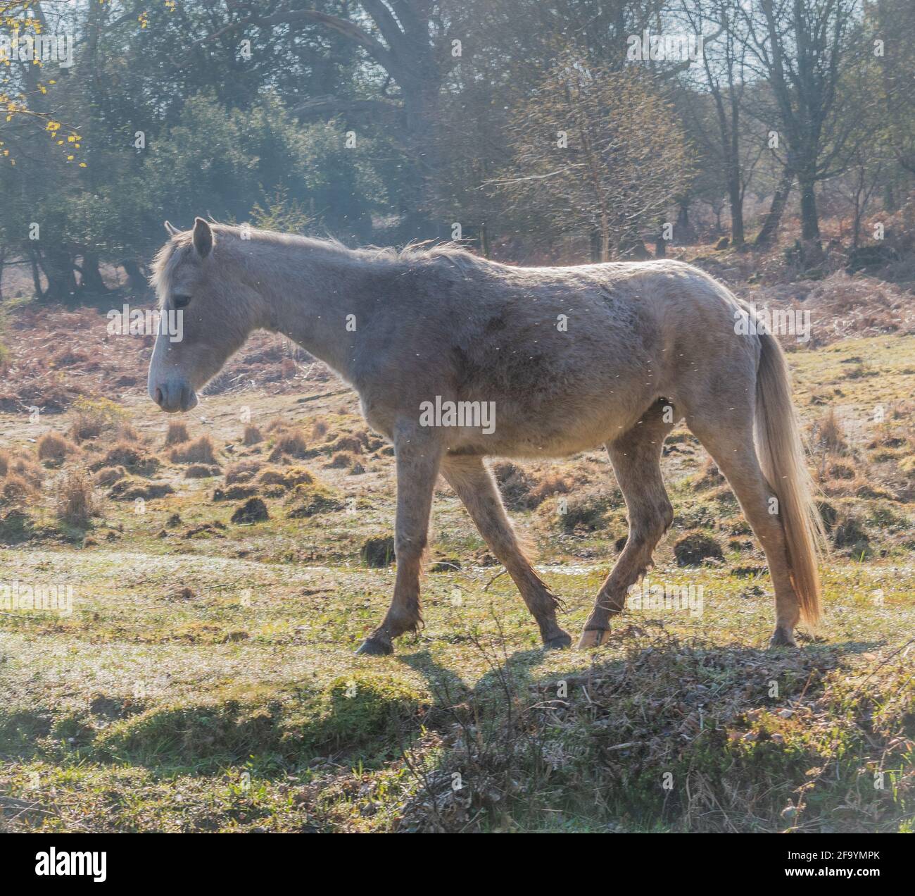 White pony in morning sun, New Forest UK Stock Photo