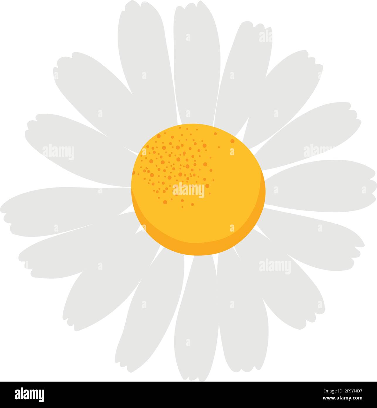 Daisy flower on white background Stock Vector Image & Art - Alamy