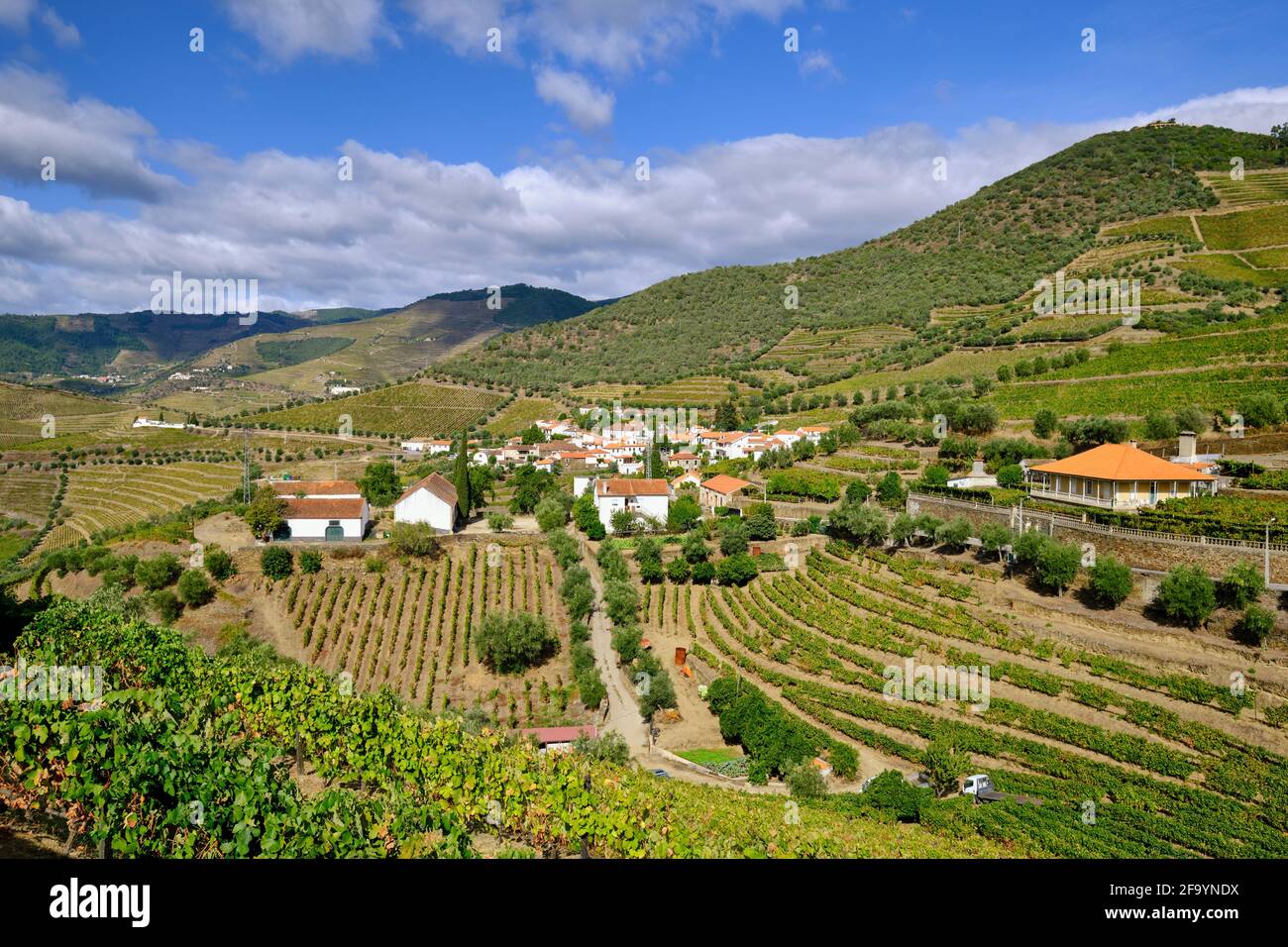 Terraced vineyards at Ervedosa do Douro. Alto Douro, a Unesco World heritage site. Portugal Stock Photo