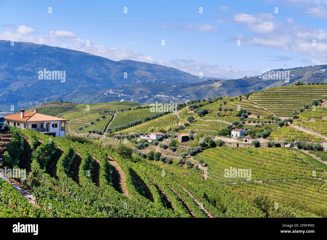 The terraced vineyards at Peso da Regua, Alto Douro, a Unesco World heritage site. Portugal Stock Photo