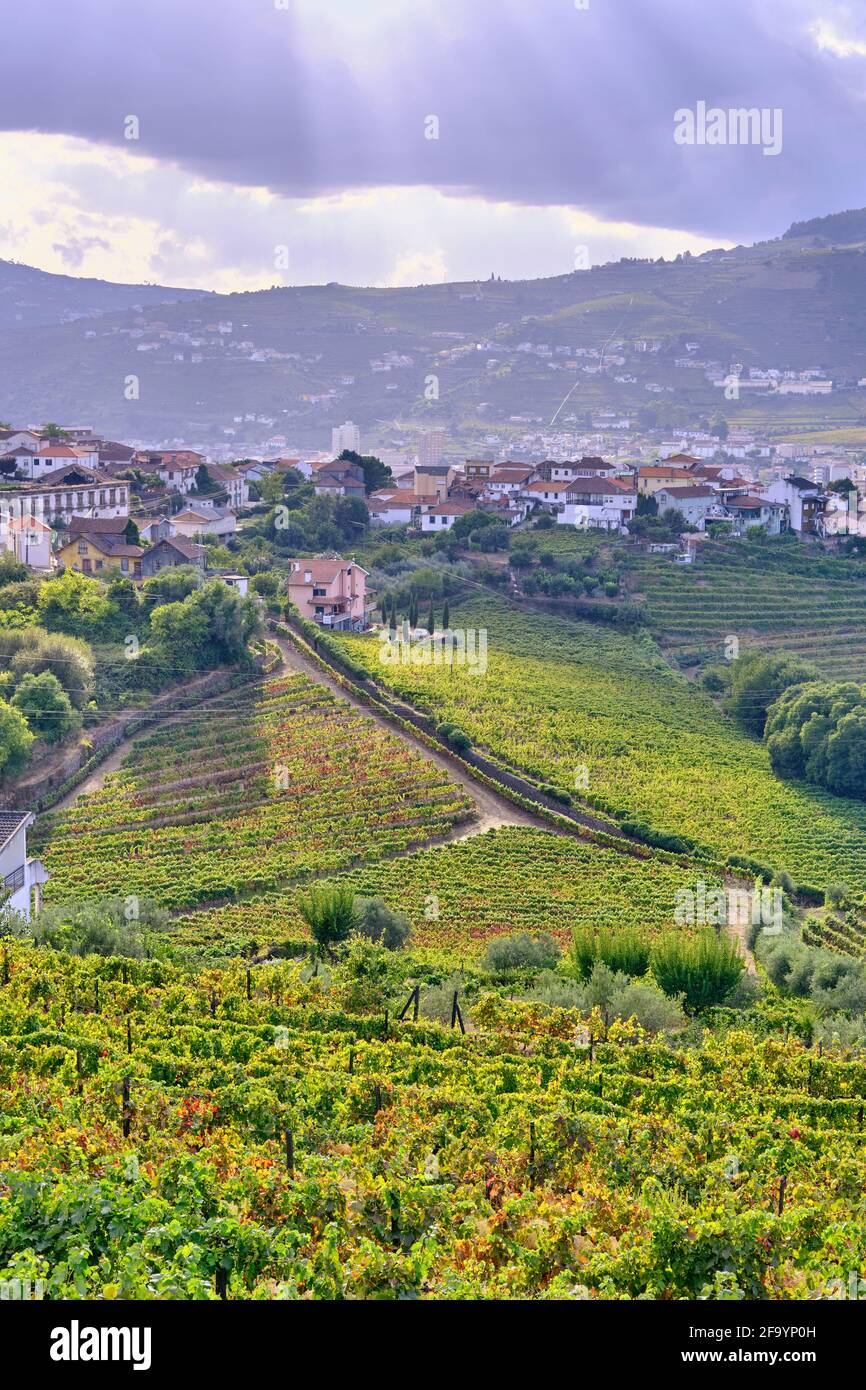 The terraced vineyards at Peso da Regua, Alto Douro, a Unesco World heritage site. Portugal Stock Photo