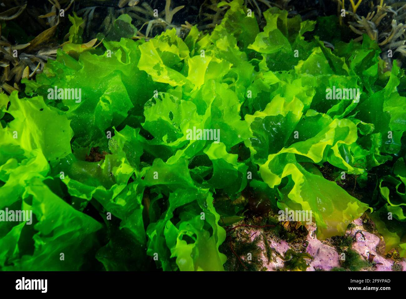 Sea lettuce growing underwater in the Gulf of St.Lawrence Stock Photo
