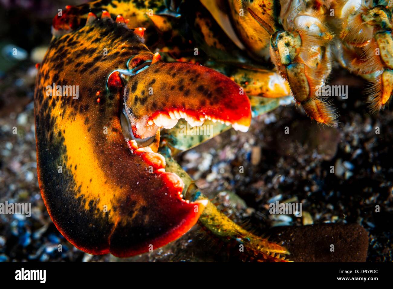American lobster underwater foraging for food on rocky bottom. Stock Photo