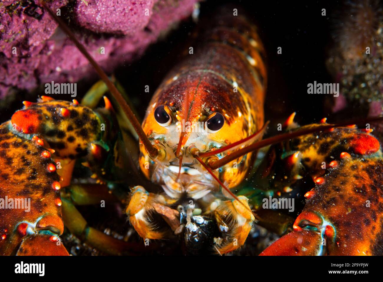 American lobster underwater foraging for food on rocky bottom. Stock Photo
