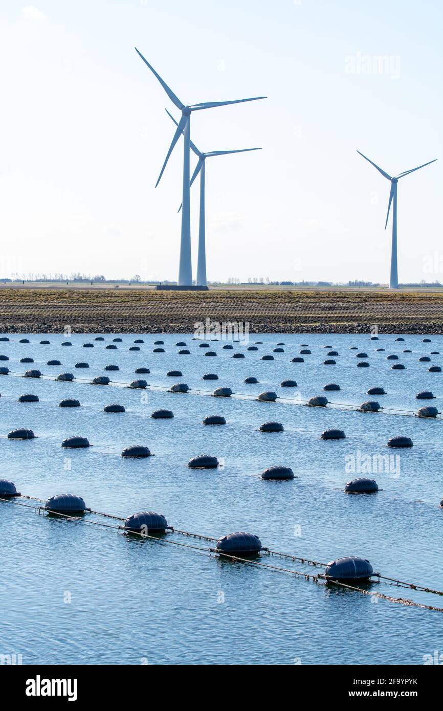 Netherlands, Bruinisse, Mussels farming in Oosterschelde or Grevelingen  estuary. Background Grevelingen Dam, part of Delta works and windmills  Stock Photo - Alamy