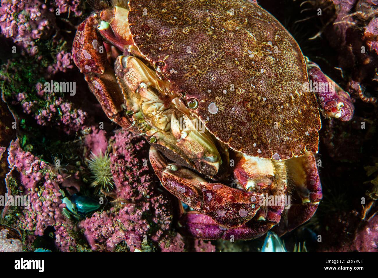 Male and female Atlantic rock crab mating underwater in the St. Lawrence River Stock Photo