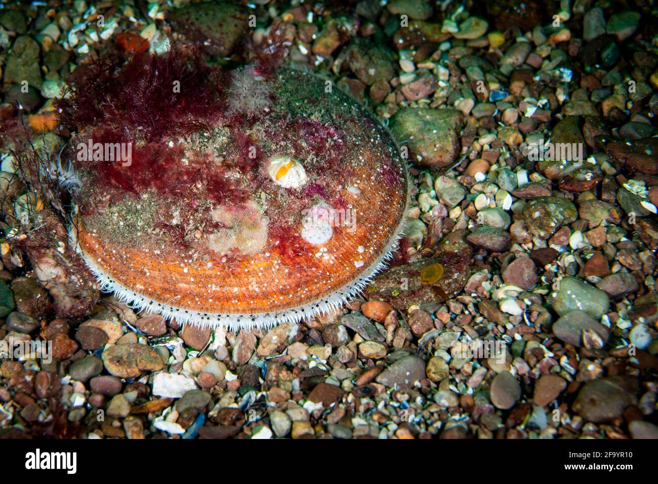 Atlantic Deepsea scallop underwater in the St. Lawrence River in