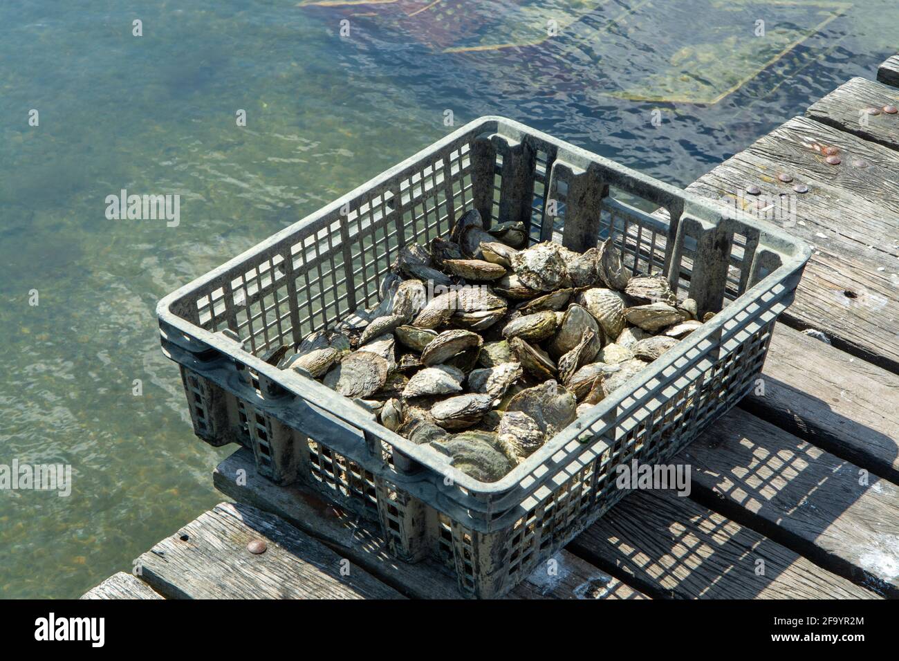 Oysters growing systems, keeping oysters in concrete oyster pits, where
