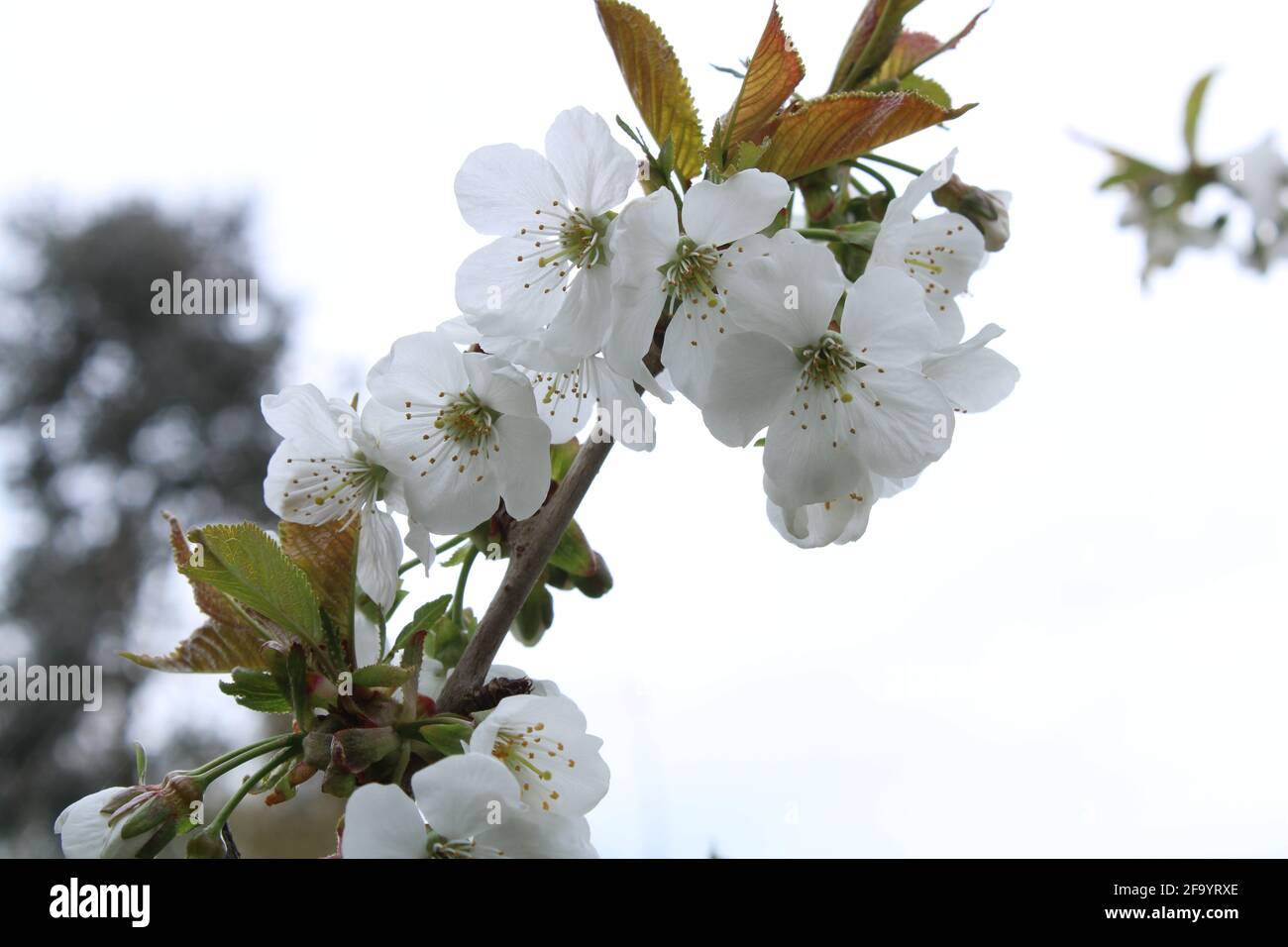Close up of White cherry tree blossom. Prunus avium Stock Photo