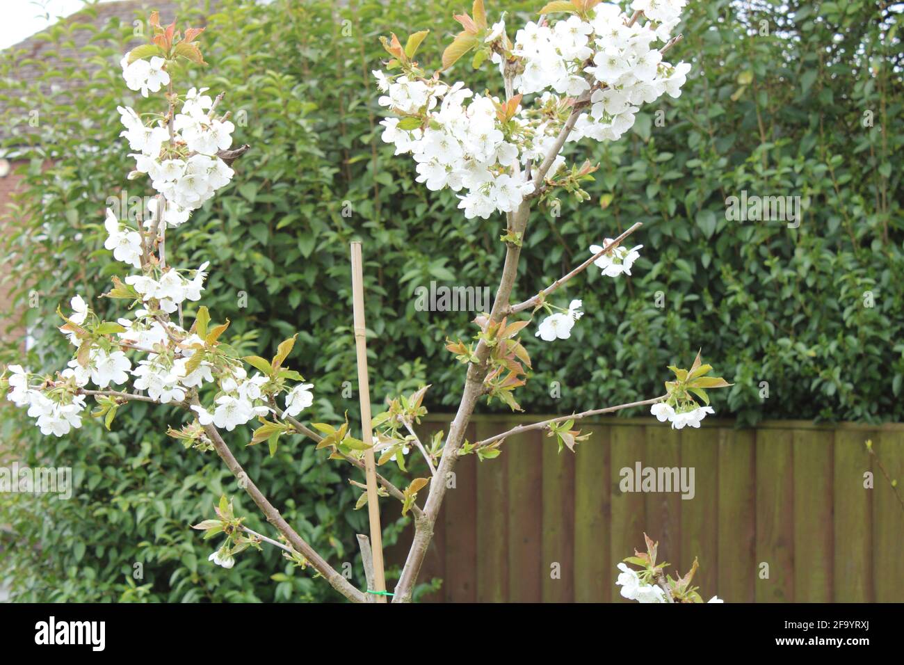 Dwarf Cherry tree in blossom, Prunus avium. Grow your own fruit concept Stock Photo