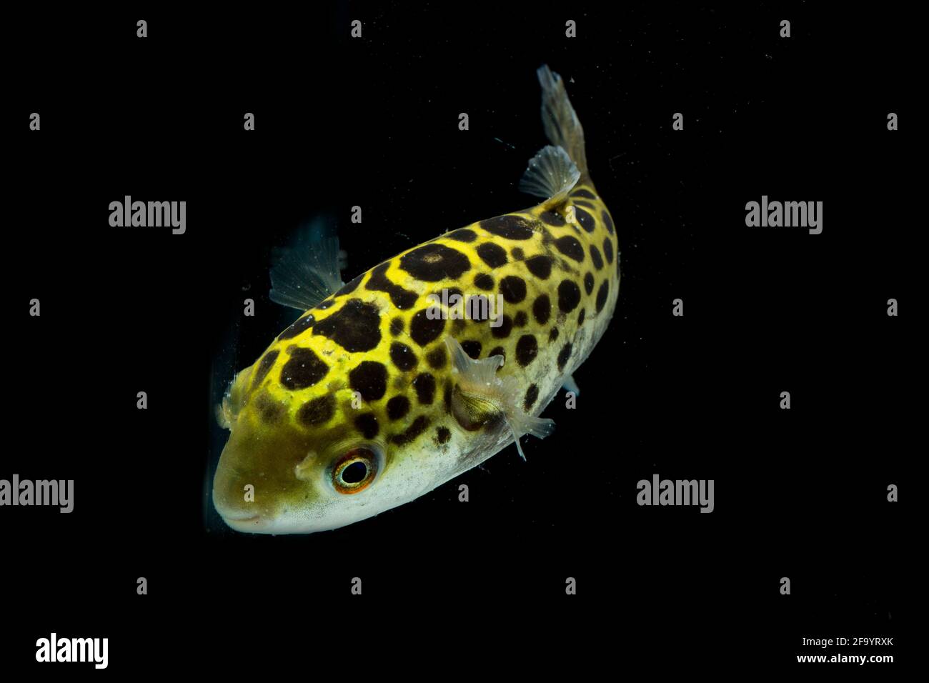 Spotted green pufferfish, tetraodon or Dichotomyctere nigroviridis on black  background Stock Photo - Alamy