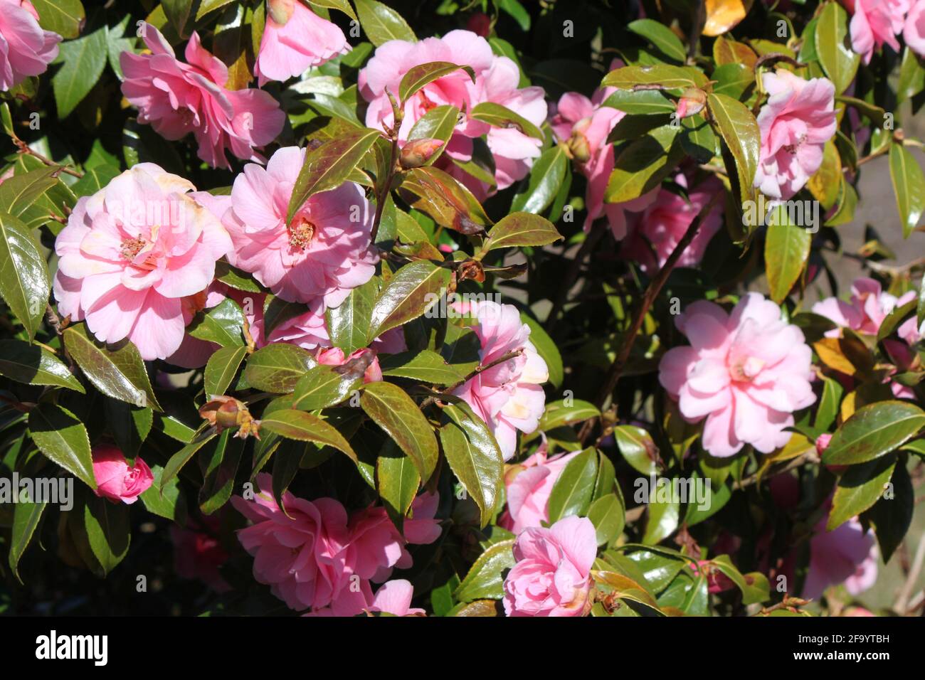Pastel And Pink Flowers Uk High Resolution Stock Photography And Images Alamy