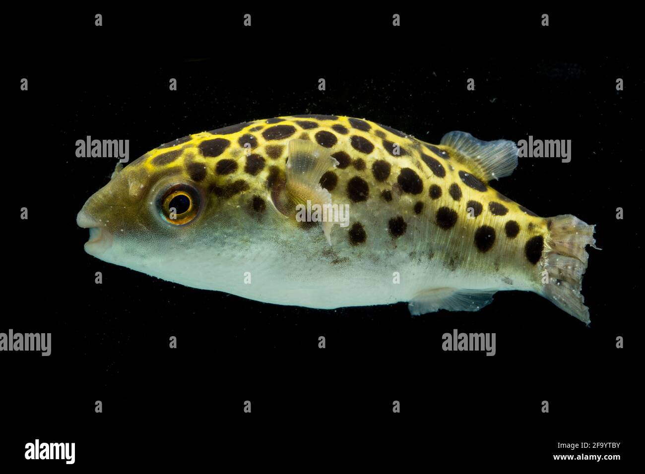 Spotted green pufferfish, tetraodon or Dichotomyctere nigroviridis on black background Stock Photo