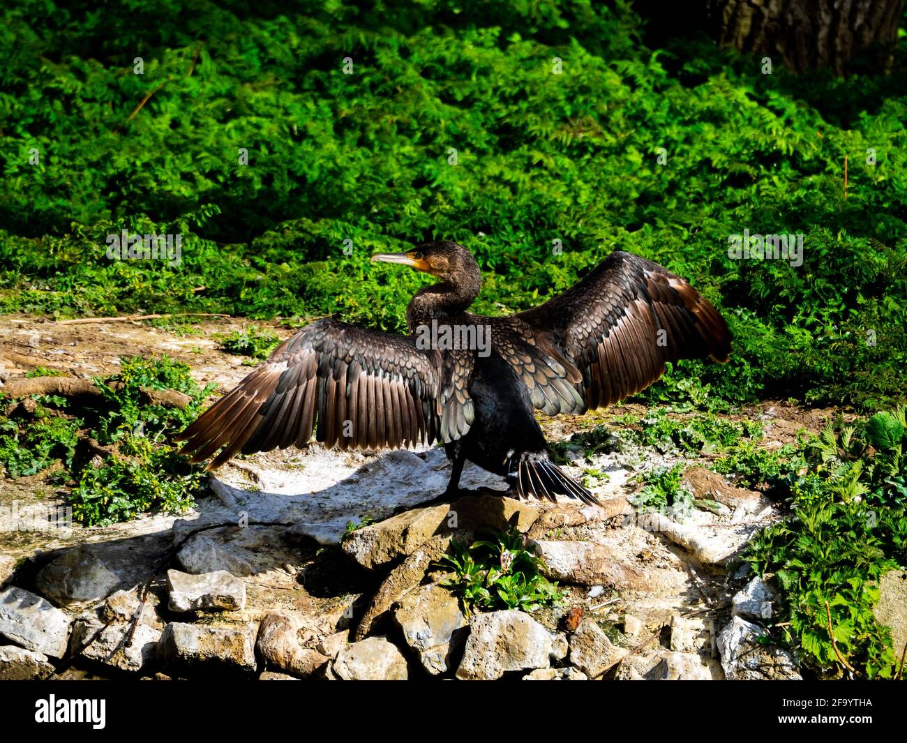 A Cormorant  Phalacrocorax carbo drying wings after fishing on a small lake in an urban park Stock Photo