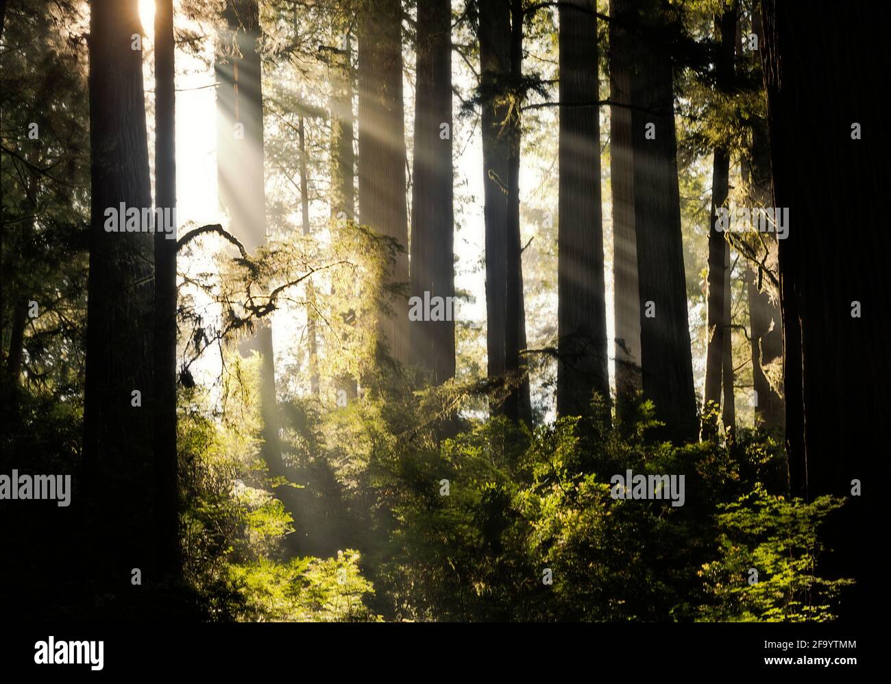 CA03768-00...CALIFORNIA - Sunlight breaking through a layer of fog in the redwood forest along the Boy Scout Trail in Jedediah Smith Redwoods State Pa Stock Photo