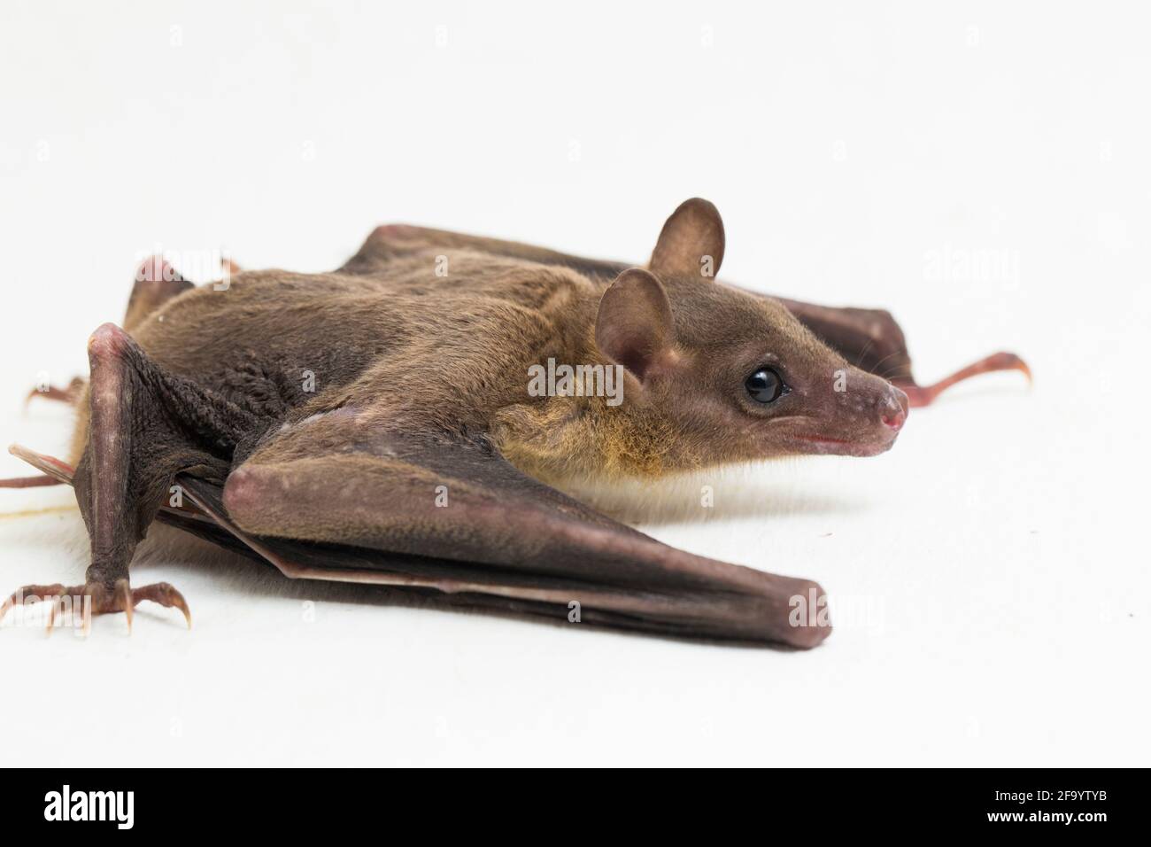 Indonesian Shortnosed Fruit Bat Cynopterus titthaecheilus isolated on