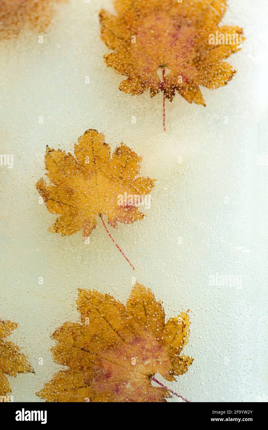 WA19500-00....WASHINGTON - Maple leaves in ice photographed with a Lensbaby Sweet Spot 50. Stock Photo
