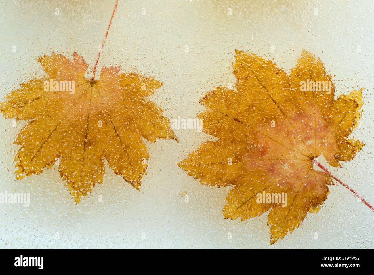 WA19502-00....WASHINGTON - Maples leaf in ice . Stock Photo