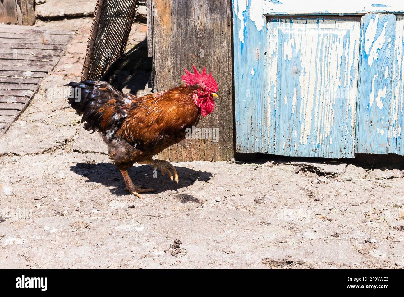 Majestic rooster with a red crow on the farmland Stock Photo