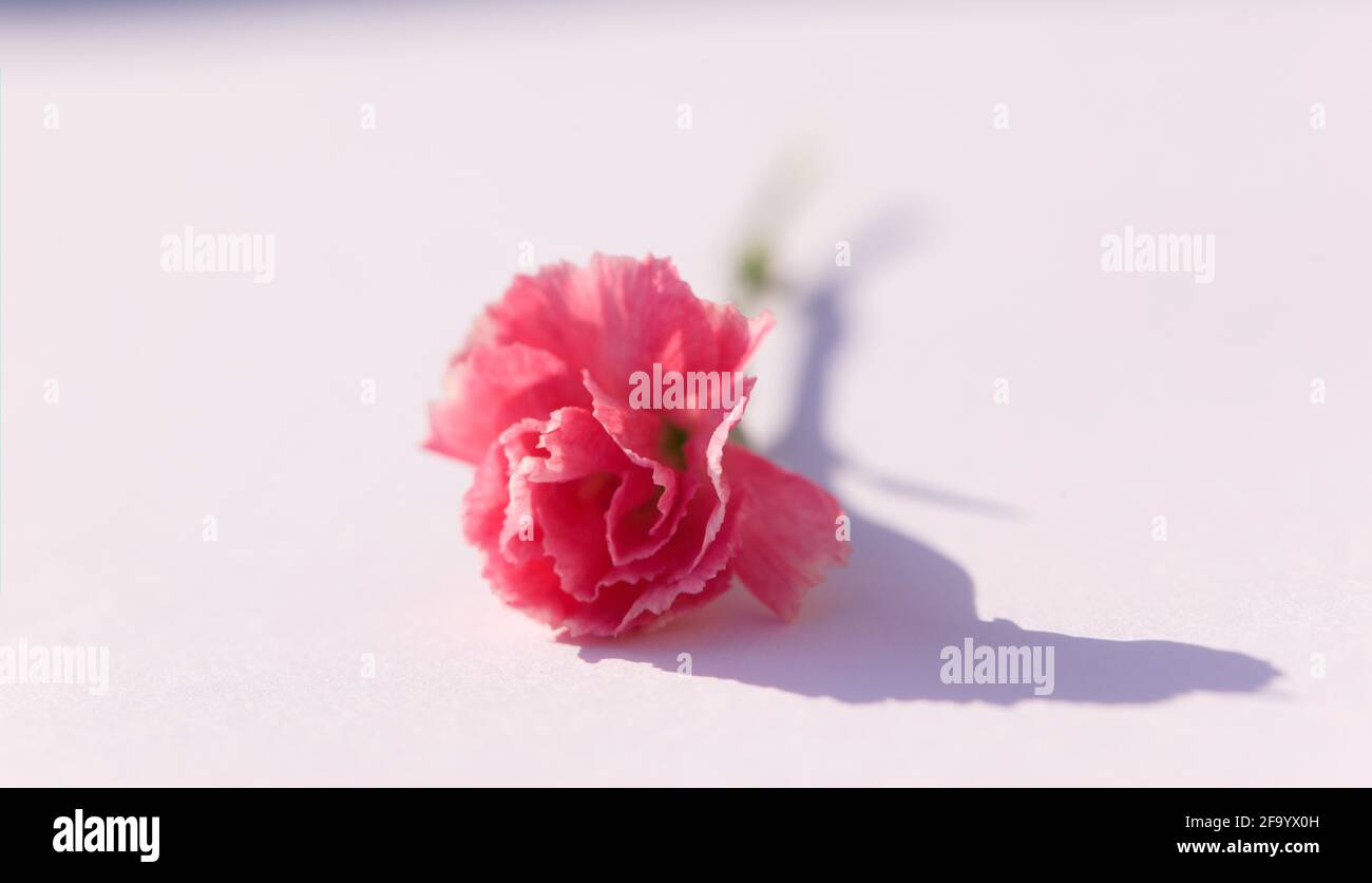 A single pink Carnation / Dianthus caryophyllus on a white background Stock Photo
