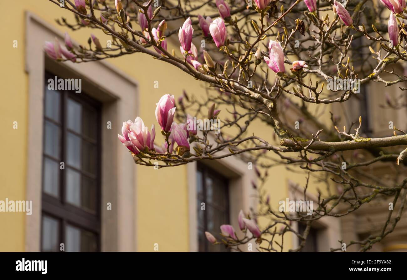 limb of a magnolia tree with blossom in springtime, yellow building in the background Stock Photo