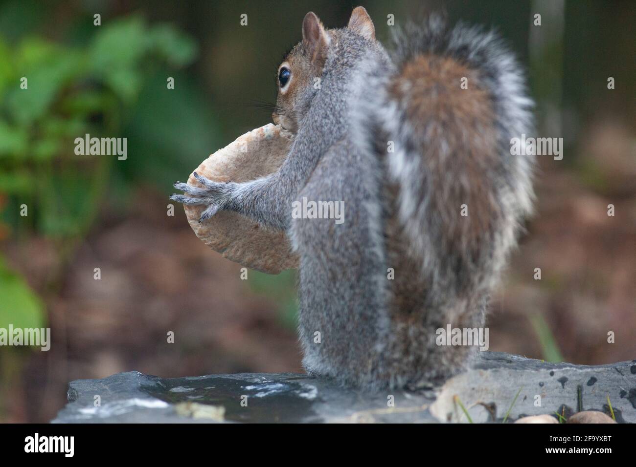 Weather And Seasons Clapham Uk 21 April 21 In Spring Sunshine A Grey Squirrel Eats A Weather And Seasons Clapham Uk 21 April 21 In Spring Sunshine A Grey Squirrel Eats A