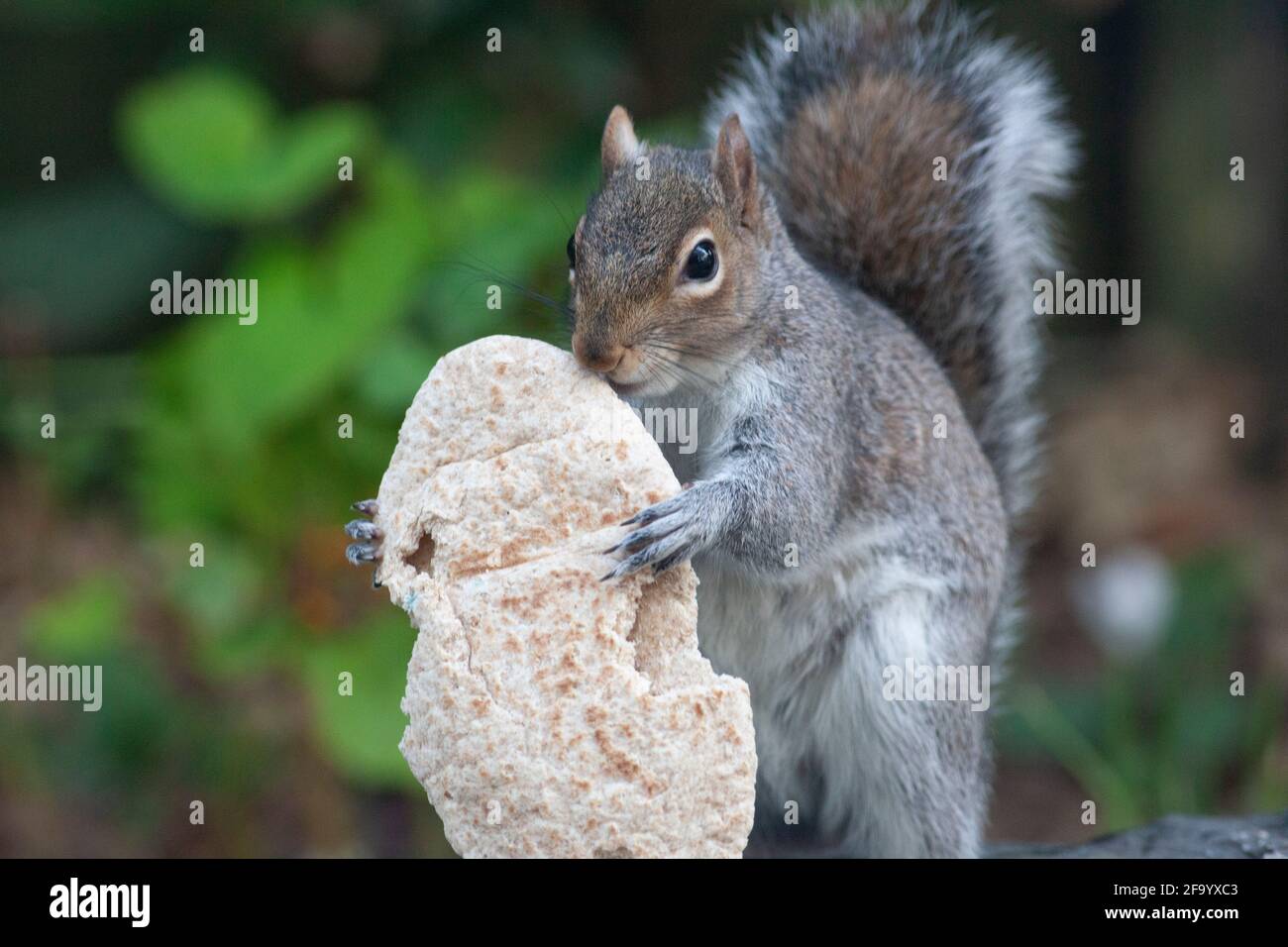 Weather And Seasons Clapham Uk 21 April 21 In Spring Sunshine A Grey Squirrel Eats A Weather And Seasons Clapham Uk 21 April 21 In Spring Sunshine A Grey Squirrel Eats A