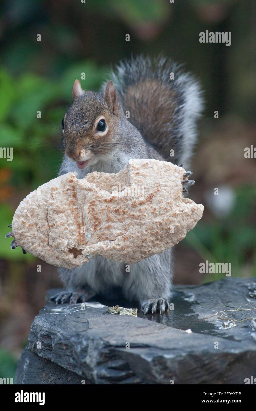 Weather And Seasons Clapham Uk 21 April 21 In Spring Sunshine A Grey Squirrel Eats A Weather And Seasons Clapham Uk 21 April 21 In Spring Sunshine A Grey Squirrel Eats A